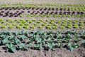 Vegetable garden with growing lettuce and kohlrabi Royalty Free Stock Photo