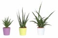 Different varieties of mini succulent plants Sanseveria in pot