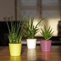 Different varieties of mini succulent plants Sanseveria in pot