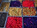 Different varieties of olives in casseroles Royalty Free Stock Photo