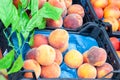 Different varieties of peaches on sale in a local bazaar kemer turkey. Fresh fruits for juice