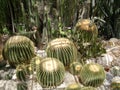 Different varieties of prickly cacti spines. Globular round cactus plant drought rocks. Green color dry arid sunny
