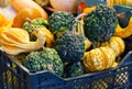 Different varieties of pumpkins at the farmer`s market. Harvest festival, autumn halloween. Green, orange, yellow and striped rip Royalty Free Stock Photo