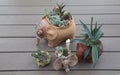 different varieties of succulents planted in beautiful ceramic clay pots in the shape of elephants stand on the table