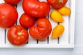 Different varieties of tomatoes on a white tray. Colorful red and yellow fresh ripe tomatoes. Top view Royalty Free Stock Photo