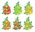 Different varieties of tomatoes. Yellow red cherry green tomato plant. Greenhouses bush harvest. Flat vector.