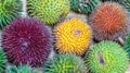 Different variety of durian fruit that can be found in Borneo, Indonesia