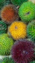 Different variety of durian fruit that can be found in Borneo, Indonesia