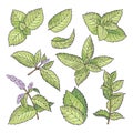 Different vector colored illustrations of herbal mint. Hand drawn pictures of leaves and menthol branches