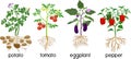 Different vegetable nightshade plants pepper, tomato, potato and eggplant with crop. General view of plant with root system Royalty Free Stock Photo