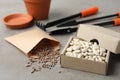 Different vegetable seeds and gardening tools on grey table Royalty Free Stock Photo