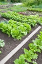 Different vegetables on a vegetable garden ground Royalty Free Stock Photo