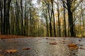 A different view of a road and a colorful autumn forest. Picture from a National park in Scania, southern Sweden Royalty Free Stock Photo