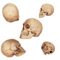 Different view of skulls