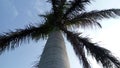A different view of sky behind Palm tree.