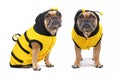 Different views of French Bulldog wearing a cute and funny striped bee dog costume with hood and antlers and wings on back isolate Royalty Free Stock Photo