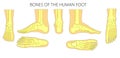 Different views of a human foot on white background_Skeleton