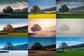 Different views of a tree Royalty Free Stock Photo