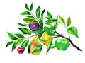 Different watercolor fruits growing on the one branch Royalty Free Stock Photo