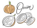 Different whole onion, slice and onion rings. Hand drawn vector illustration in cartoon style