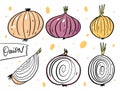 Different whole onions and slice. Hand drawn vector illustration in cartoon style. Isolated on white background