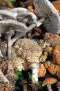Different wild mushrooms arranged edible mushrooms
