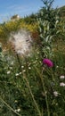 Different wildflowers, grass and plants on a meadow