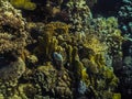 different yellow corals in the red sea