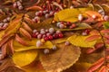 Different yellow leaves and red berries of a cranberry. Autumn still life.