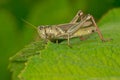 Two-striped Grasshopper - Melanoplus bivittatus Royalty Free Stock Photo