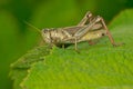 Two-striped Grasshopper - Melanoplus bivittatus