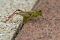 Two-striped Grasshopper - Melanoplus bivittatus