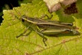 Two-striped Grasshopper - Melanoplus bivittatus Royalty Free Stock Photo