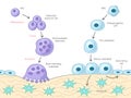 Bone Cell Differentiation Activation Diagram Royalty Free Stock Photo