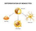 Differentiation of monocytes Royalty Free Stock Photo