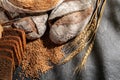 Loaves of bread of various shapes, spikelets of oats and buckwheat grains on a dark background