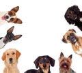 Differents dogs looking at camera Royalty Free Stock Photo