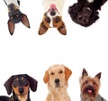 Differents dogs looking at camera Royalty Free Stock Photo