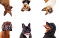 Differents dogs looking at camera Royalty Free Stock Photo