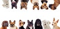 Differents dogs looking at camera Royalty Free Stock Photo