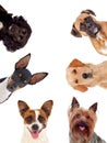 Differents dogs looking at camera Royalty Free Stock Photo