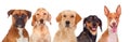 Differents dogs looking at camera Royalty Free Stock Photo