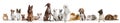 Differents dogs looking at camera isolated on a white background Royalty Free Stock Photo