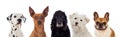 Differents dogs looking at camera Royalty Free Stock Photo
