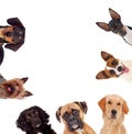 Differents dogs looking at camera Royalty Free Stock Photo