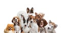 Differents dogs looking at camera isolated on a white background Royalty Free Stock Photo