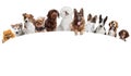 Differents Dogs Looking At Camera Isolated On A White Background