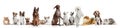 Differents dogs looking at camera isolated on a white background Royalty Free Stock Photo
