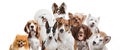 Differents dogs looking at camera isolated on a white background Royalty Free Stock Photo