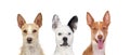 Differents dogs looking at camera with its big ears up Royalty Free Stock Photo